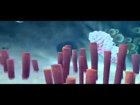 Capture de Le Monde de Nemo sur Game Cube