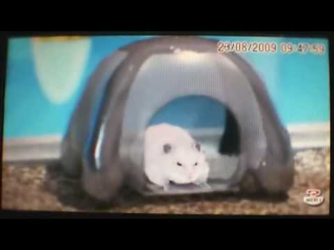 Illustration vidéo de Petz : Ma Famille Hamsters sur PSP