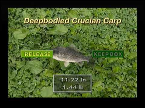 Capture de SeaBass Fishing sur PS One