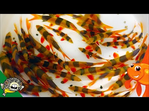 Illustration vidéo de Aquazone Option Disc Series 4 Clown Loach sur SEGA Saturn
